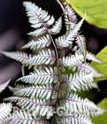 Schmuck-Farn ´Silver Falls®´