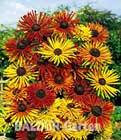 BALDUR-Garten: Sonnenhut ´Chim Chiminee´