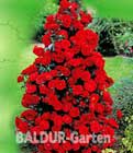 Rote Duft-Strauchrose