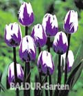 BALDUR-Garten: Tulpe ´Blueberry Ripple®´