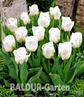 BALDUR-Garten: Tulpe ´Calgary´