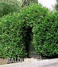 Kirschlorbeer-Hecke