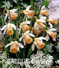 BALDUR-Garten: Mini-Narzisse ´Rosy Trumpet´