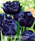BALDUR-Garten: Tulpe ´Blue Diamond´