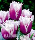 BALDUR-Garten: Tulpe ´Pink Cummins´