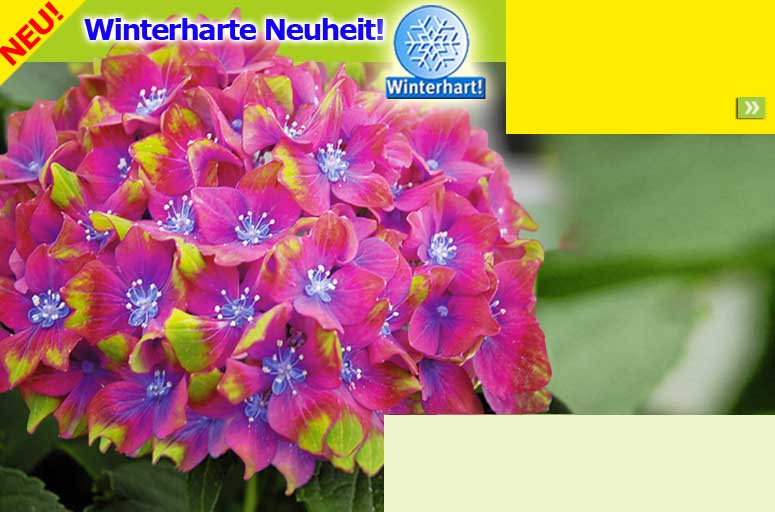 Freiland-Hortensie &bdquo;Saxon&reg;&ldquo;