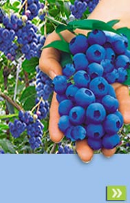 Trauben-Heidelbeere &bdquo;REKA&reg; Blue&ldquo;